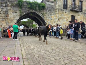 La Pasá en Cartes 2025 Conceju Folk #vacastudancas #tradiciondecantabria #cartes…