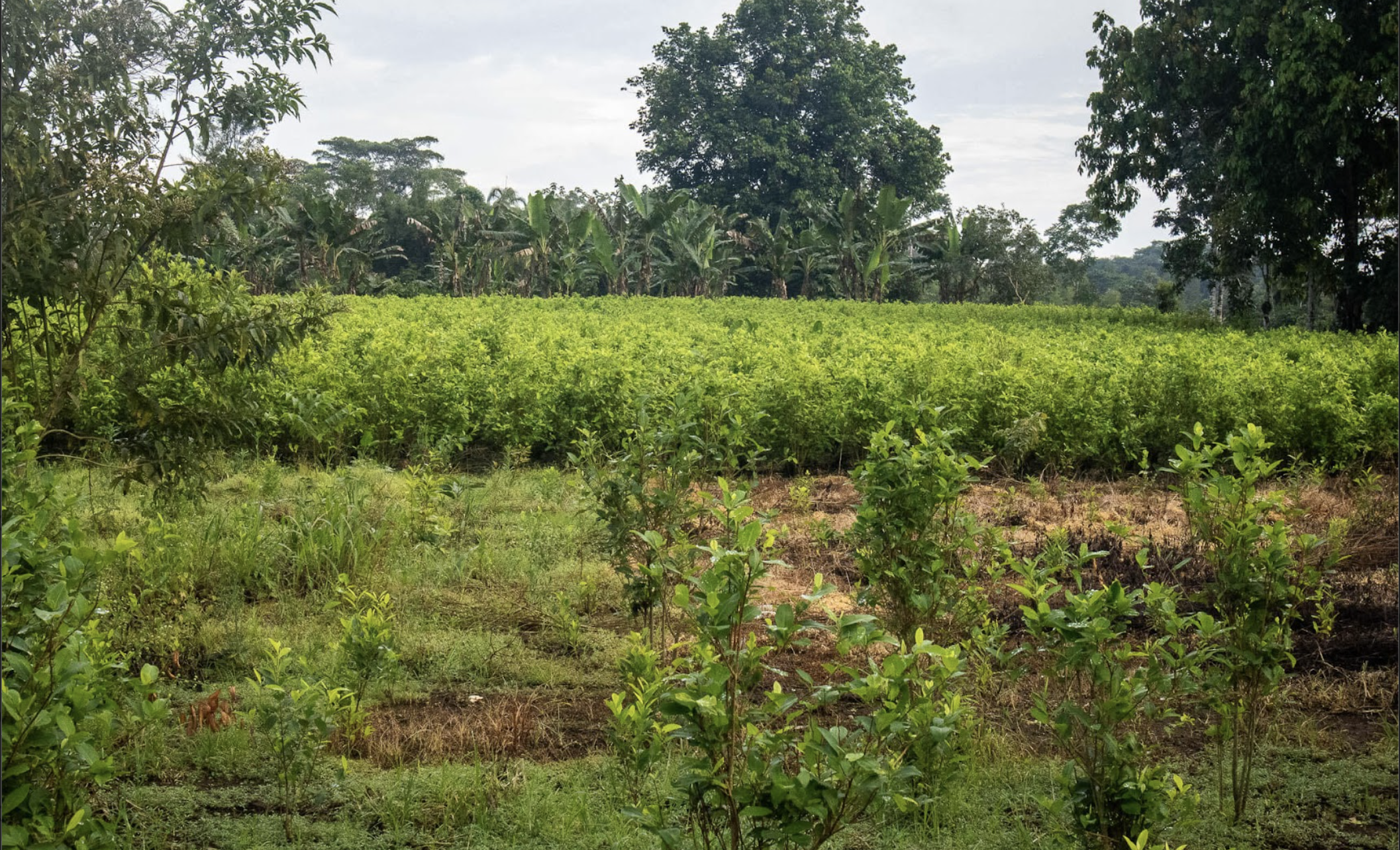 Producción de coca en Colombia afecta a Ecuador y a la región